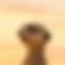 A blurry photo